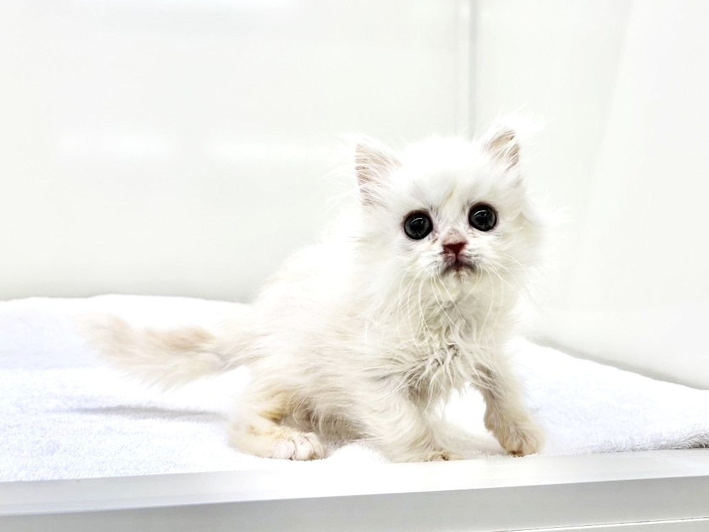 東京都のサイラガ (かねだい本町田店/2025年9月19日生まれ/男の子/ホワイトクリーム)の子猫の2枚目の画像