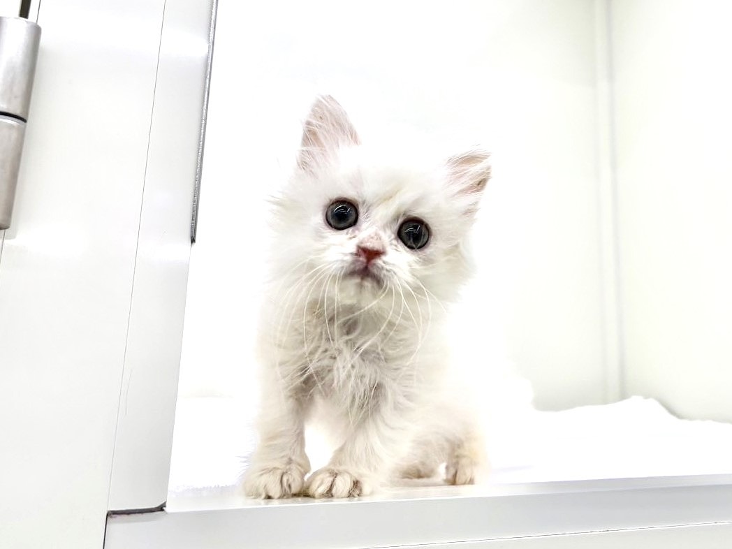 東京都のサイラガ (かねだい本町田店/2025年9月19日生まれ/男の子/ホワイトクリーム)の子猫の3枚目の画像
