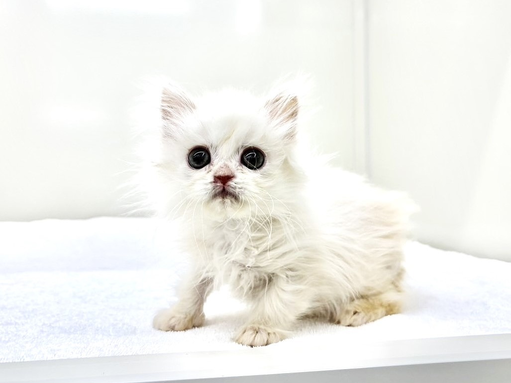 東京都のサイラガ (かねだい本町田店/2025年9月19日生まれ/男の子/ホワイトクリーム)の子猫の4枚目の画像