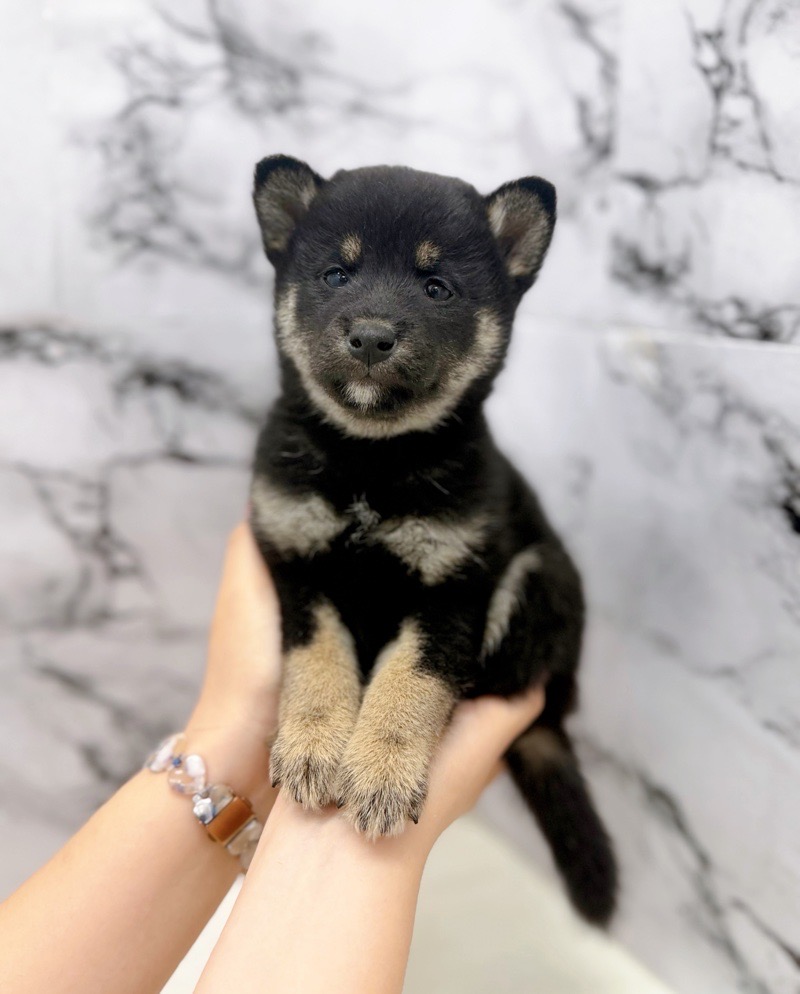 神奈川県の柴犬(標準サイズ) (かねだい東戸塚店/2025年9月20日生まれ/男の子/黒)の子犬の2枚目の画像