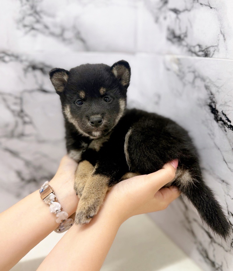 神奈川県の柴犬(標準サイズ) (かねだい東戸塚店/2025年9月20日生まれ/男の子/黒)の子犬の3枚目の画像