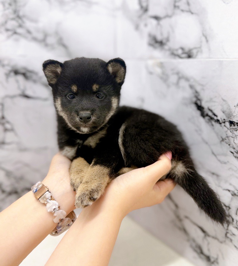 神奈川県の柴犬(標準サイズ) (かねだい東戸塚店/2025年9月20日生まれ/男の子/黒)の子犬の4枚目の画像