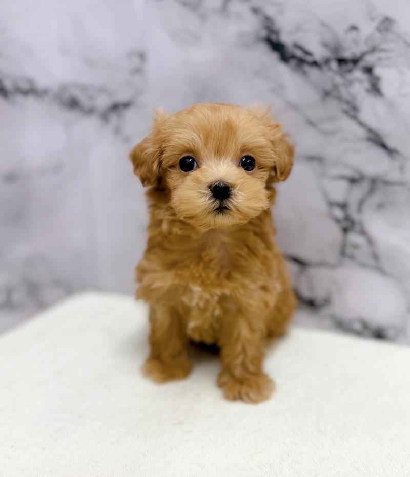 神奈川県のマルプー(マルチーズ×プードル) (かねだい東戸塚店/2025年9月19日生まれ/男の子/アプリコット)の子犬の2枚目の画像