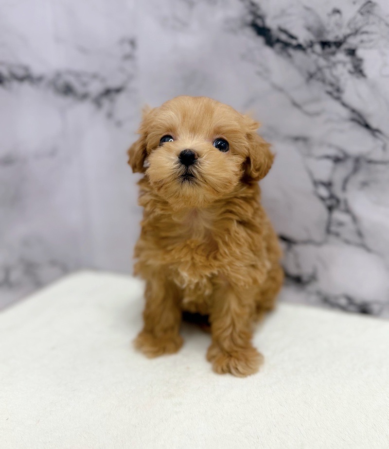 神奈川県のマルプー(マルチーズ×プードル) (かねだい東戸塚店/2025年9月19日生まれ/男の子/アプリコット)の子犬の3枚目の画像