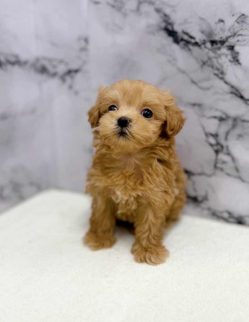 神奈川県のマルプー(マルチーズ×プードル) (かねだい東戸塚店/2025年9月19日生まれ/男の子/アプリコット)の子犬の4枚目の画像