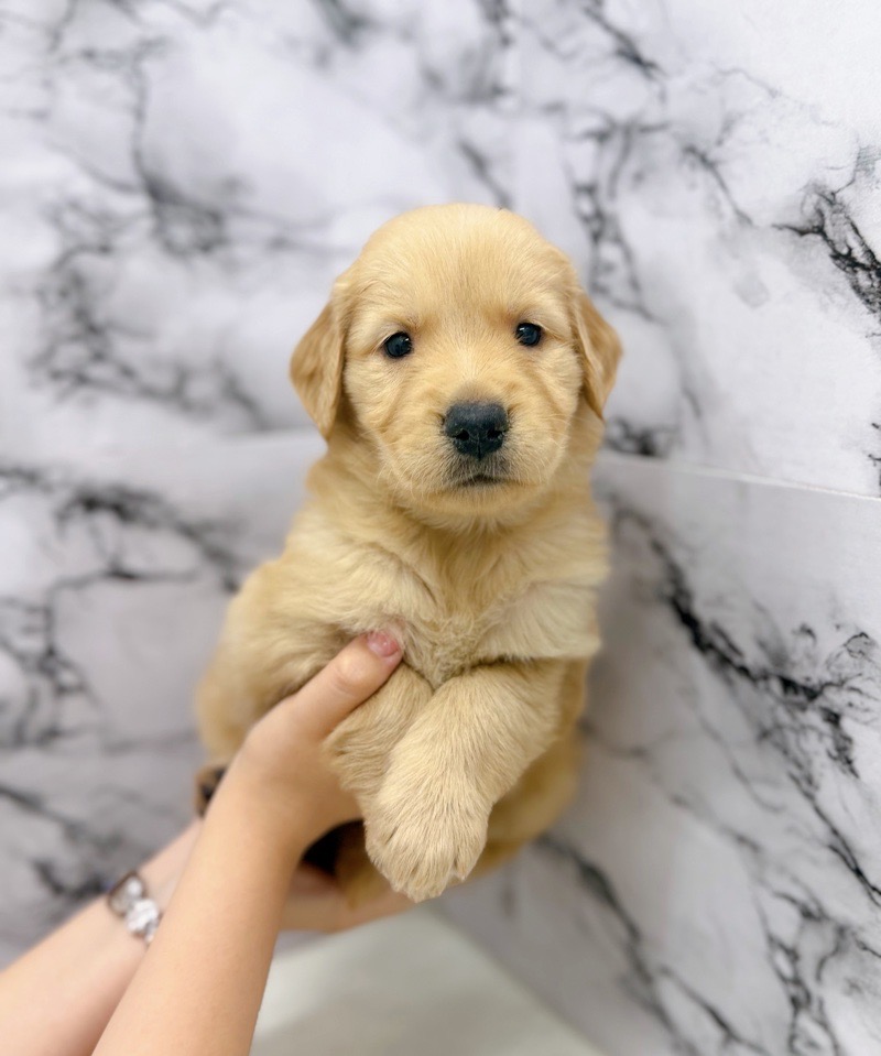 神奈川県のゴールデンレトリバー (かねだい東戸塚店/2025年9月19日生まれ/女の子/ゴールデン)の子犬の2枚目の画像