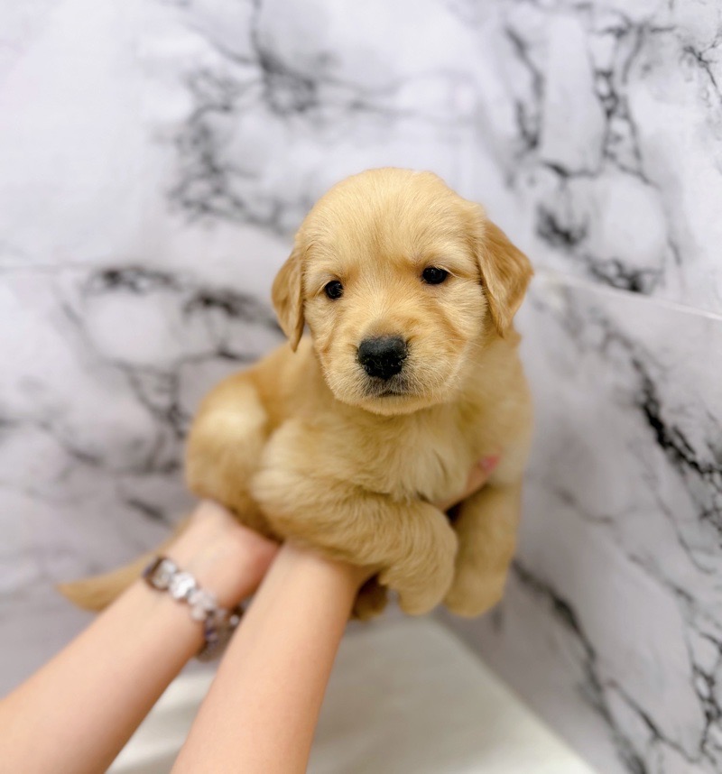 神奈川県のゴールデンレトリバー (かねだい東戸塚店/2025年9月19日生まれ/女の子/ゴールデン)の子犬の3枚目の画像