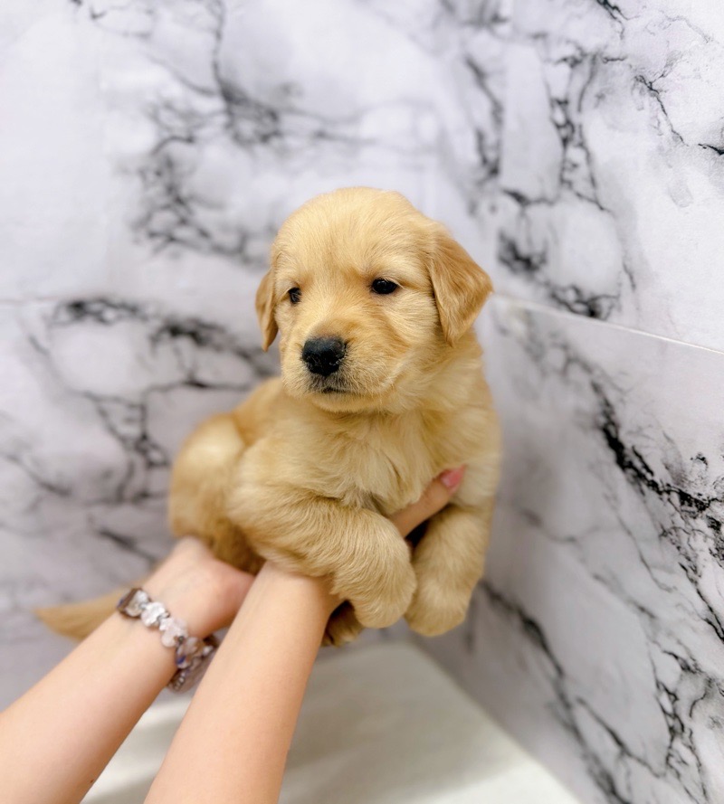 神奈川県のゴールデンレトリバー (かねだい東戸塚店/2025年9月19日生まれ/女の子/ゴールデン)の子犬の4枚目の画像