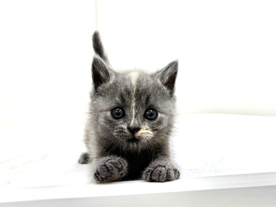 東京都のスコティッシュフォールド (かねだい本町田店/2025年9月20日生まれ/女の子/ブルーパッチドタビー)の子猫の2枚目の画像