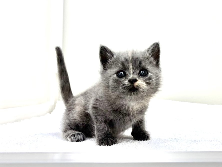 東京都のスコティッシュフォールド (かねだい本町田店/2025年9月20日生まれ/女の子/ブルーパッチドタビー)の子猫の3枚目の画像