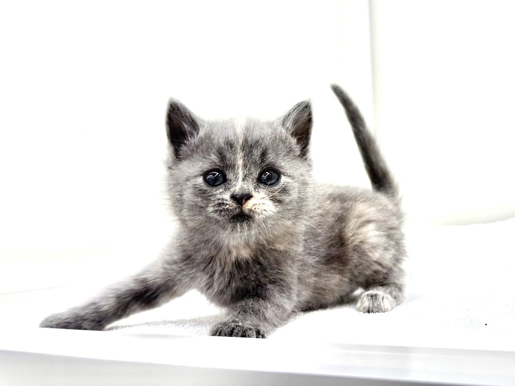 東京都のスコティッシュフォールド (かねだい本町田店/2025年9月20日生まれ/女の子/ブルーパッチドタビー)の子猫の4枚目の画像