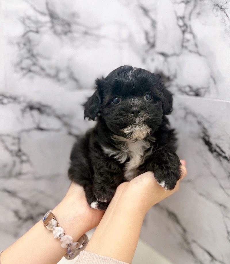 神奈川県のプーズー/プーシーズ(プードル×シーズー) (かねだい東戸塚店/2025年9月17日生まれ/男の子/ブラック)の子犬の2枚目の画像