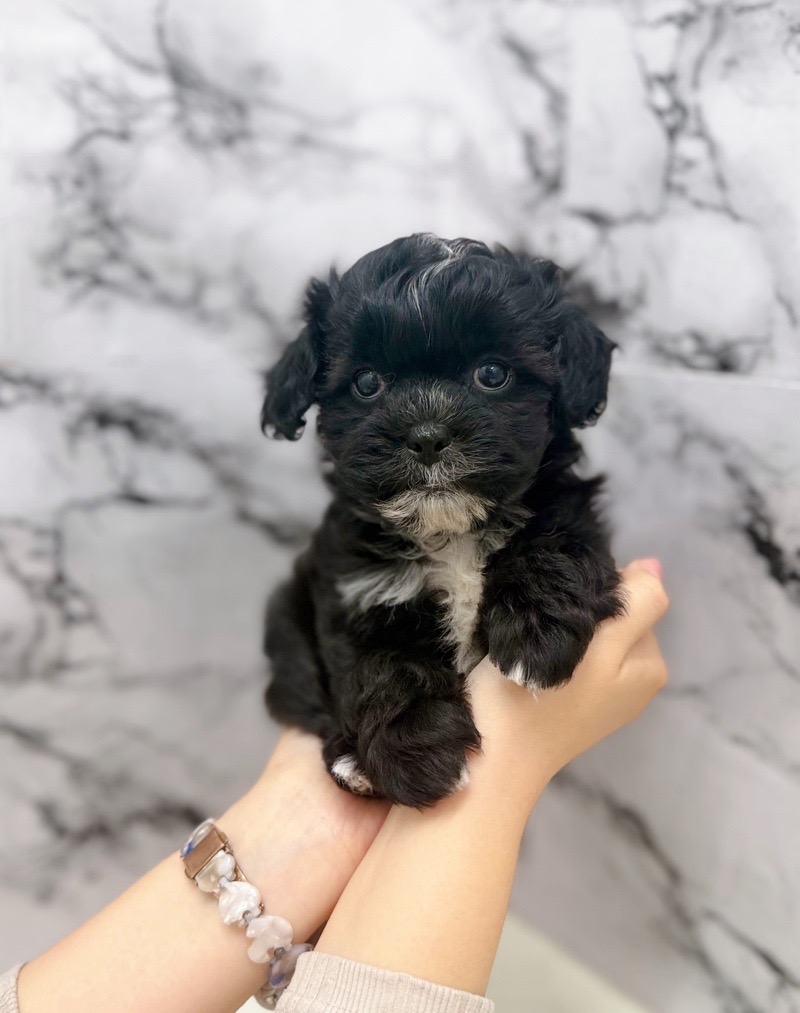 神奈川県のプーズー/プーシーズ(プードル×シーズー) (かねだい東戸塚店/2025年9月17日生まれ/男の子/ブラック)の子犬の3枚目の画像