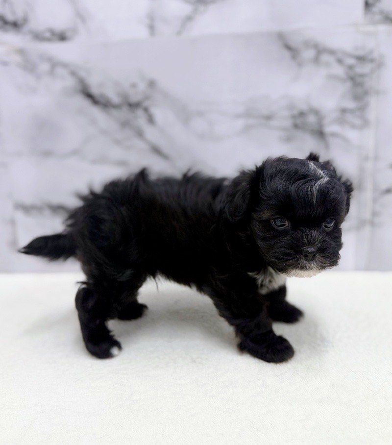神奈川県のプーズー/プーシーズ(プードル×シーズー) (かねだい東戸塚店/2025年9月17日生まれ/男の子/ブラック)の子犬の4枚目の画像