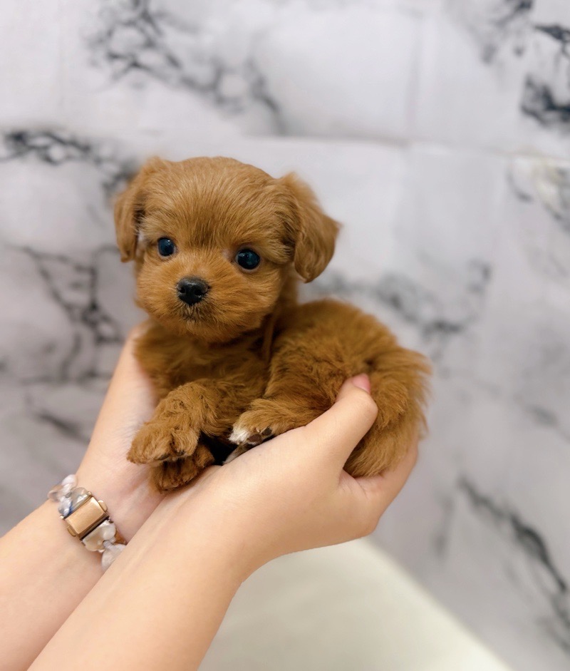 神奈川県のチワプー/プーチー(チワワ×プードル) (かねだい東戸塚店/2025年9月20日生まれ/女の子/レッド)の子犬の2枚目の画像