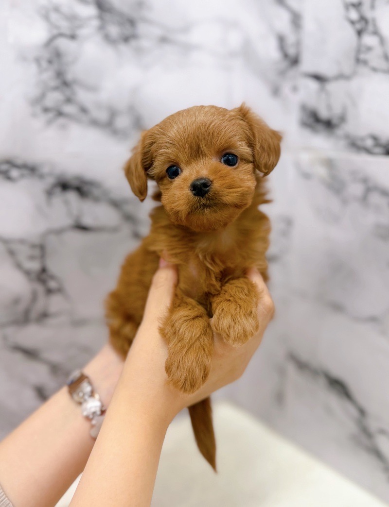 神奈川県のチワプー/プーチー(チワワ×プードル) (かねだい東戸塚店/2025年9月20日生まれ/女の子/レッド)の子犬の3枚目の画像