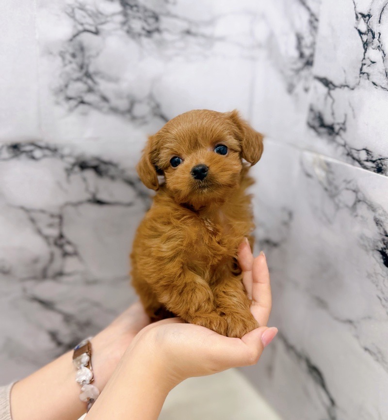 神奈川県のチワプー/プーチー(チワワ×プードル) (かねだい東戸塚店/2025年9月20日生まれ/女の子/レッド)の子犬の4枚目の画像