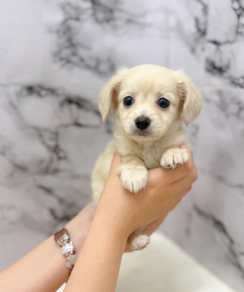 神奈川県のチワックス(チワワ×ダックス) (かねだい東戸塚店/2025年9月17日生まれ/男の子/イエロー)の子犬の2枚目の画像