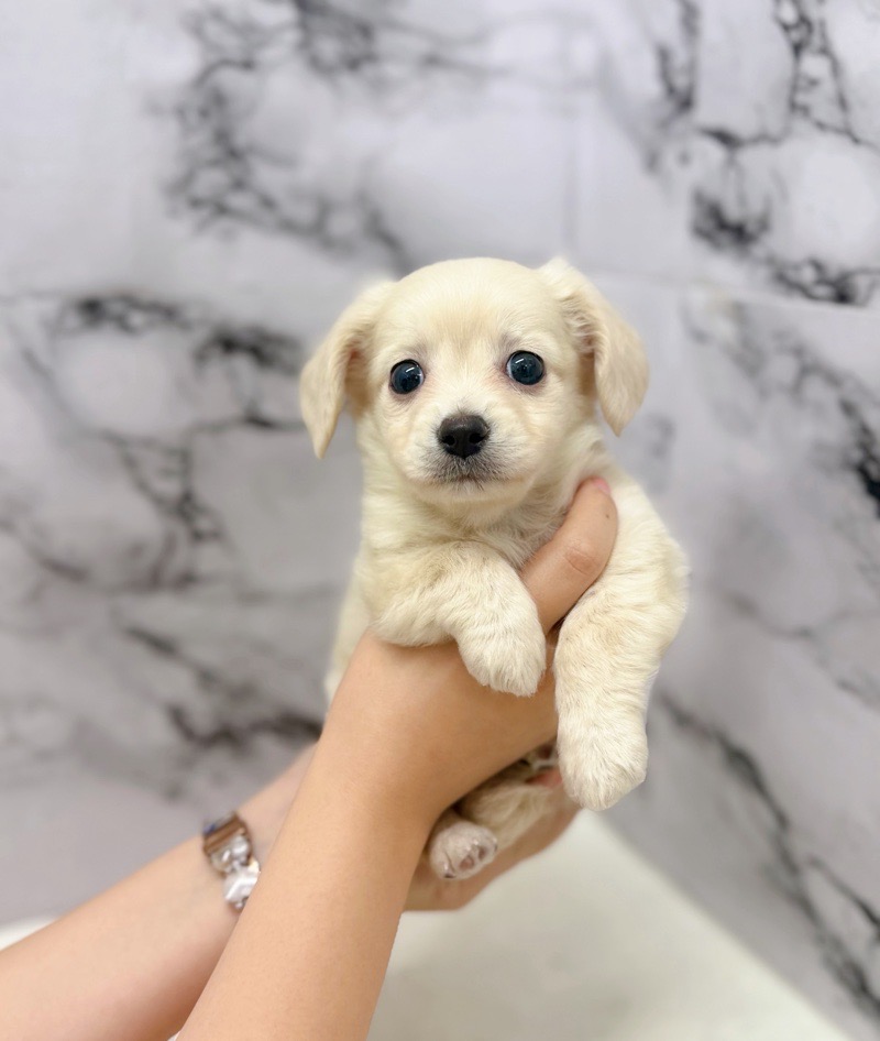 神奈川県のチワックス(チワワ×ダックス) (かねだい東戸塚店/2025年9月17日生まれ/男の子/イエロー)の子犬の3枚目の画像