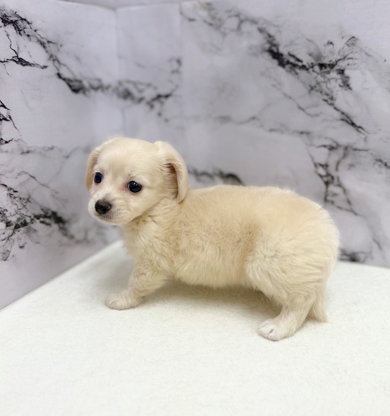 神奈川県のチワックス(チワワ×ダックス) (かねだい東戸塚店/2025年9月17日生まれ/男の子/イエロー)の子犬の4枚目の画像