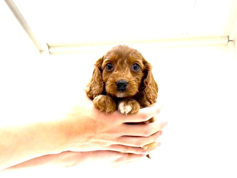 東京都のキャバプー(キャバリア×プードル) (かねだい本町田店/2025年9月21日生まれ/男の子/レッドホワイト)の子犬の2枚目の画像