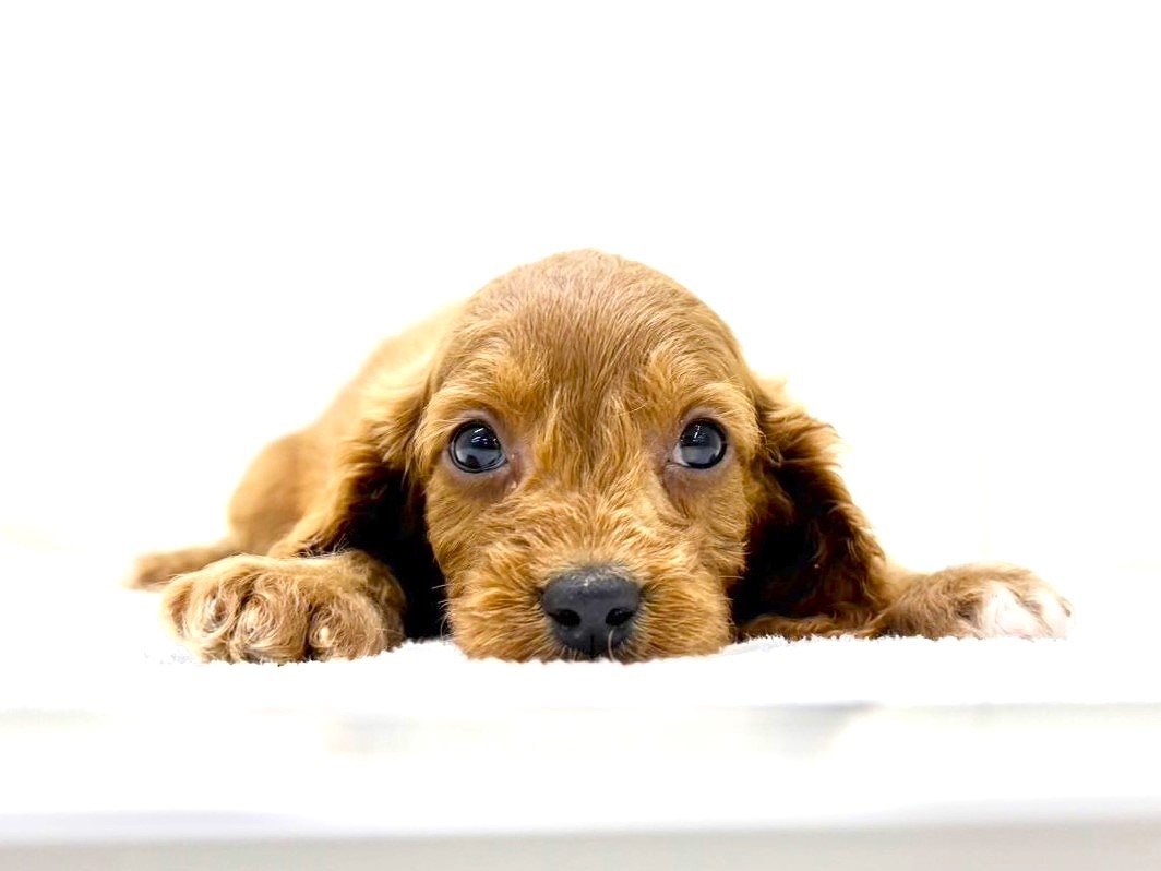 東京都のキャバプー(キャバリア×プードル) (かねだい本町田店/2025年9月21日生まれ/男の子/レッドホワイト)の子犬の3枚目の画像