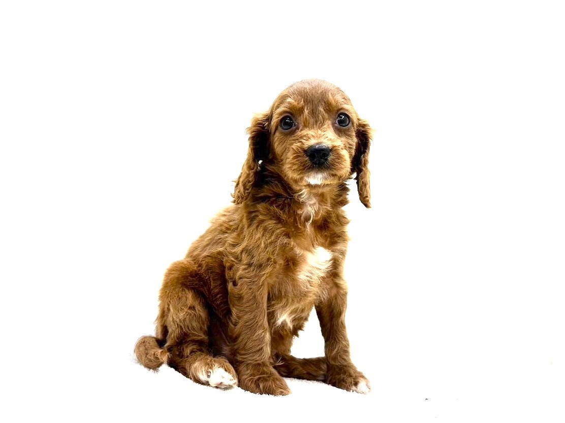 東京都のキャバプー(キャバリア×プードル) (かねだい本町田店/2025年9月21日生まれ/男の子/レッドホワイト)の子犬の4枚目の画像