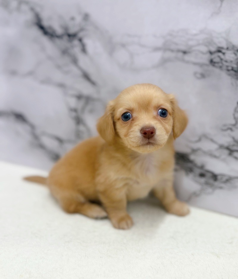 神奈川県のチワックス(チワワ×ダックス) (かねだい東戸塚店/2025年9月19日生まれ/女の子/ゴールド)の子犬の2枚目の画像