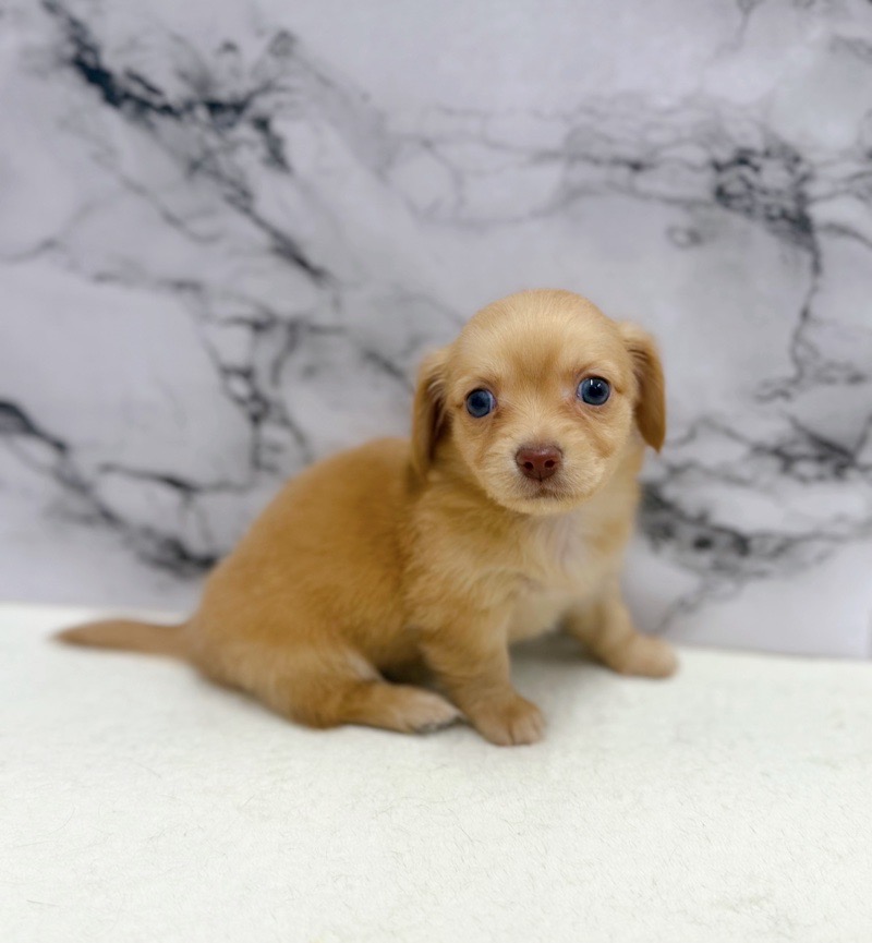 神奈川県のチワックス(チワワ×ダックス) (かねだい東戸塚店/2025年9月19日生まれ/女の子/ゴールド)の子犬の3枚目の画像