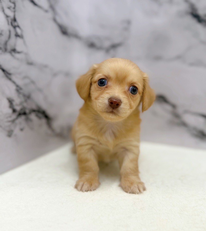 神奈川県のチワックス(チワワ×ダックス) (かねだい東戸塚店/2025年9月19日生まれ/女の子/ゴールド)の子犬の4枚目の画像