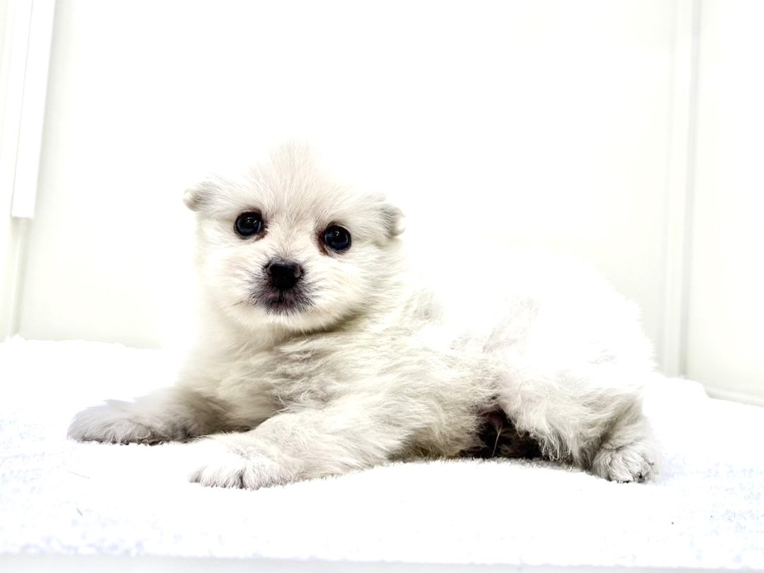 東京都のポメラニアン (かねだい本町田店/2025年9月21日生まれ/男の子/クリーム)の子犬の2枚目の画像
