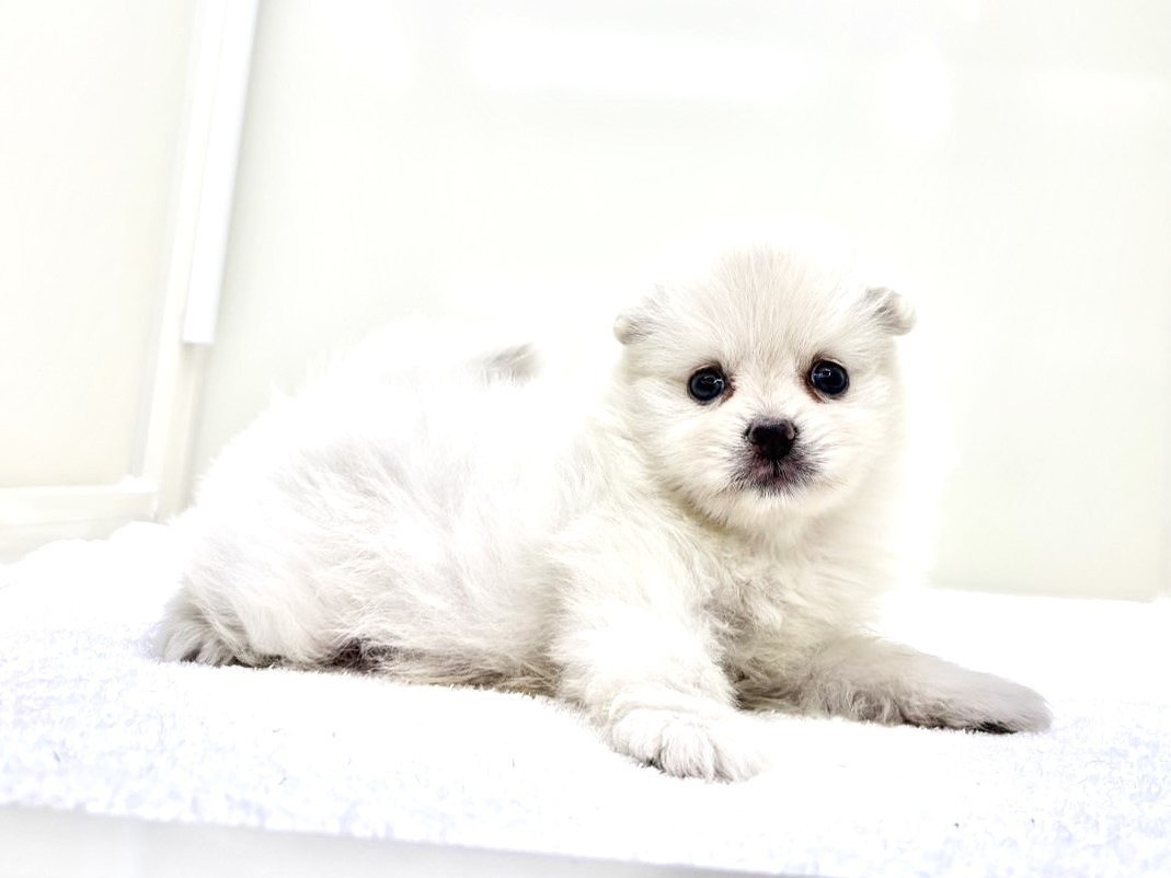 東京都のポメラニアン (かねだい本町田店/2025年9月21日生まれ/男の子/クリーム)の子犬の4枚目の画像
