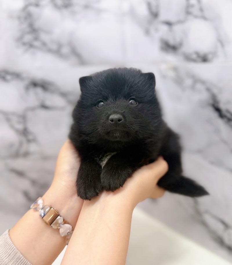 神奈川県のポメ柴/豆ポメ/ポメ豆柴(ポメラニアン×柴犬) (かねだい東戸塚店/2025年9月19日生まれ/男の子/ブラック)の子犬の2枚目の画像