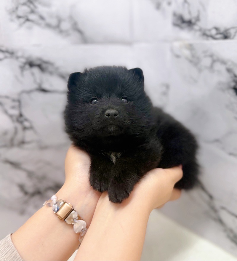 神奈川県のポメ柴/豆ポメ/ポメ豆柴(ポメラニアン×柴犬) (かねだい東戸塚店/2025年9月19日生まれ/男の子/ブラック)の子犬の3枚目の画像