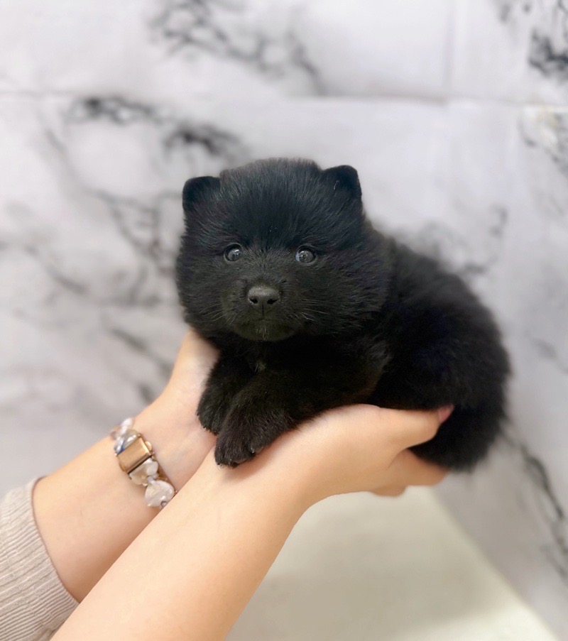 神奈川県のポメ柴/豆ポメ/ポメ豆柴(ポメラニアン×柴犬) (かねだい東戸塚店/2025年9月19日生まれ/男の子/ブラック)の子犬の4枚目の画像