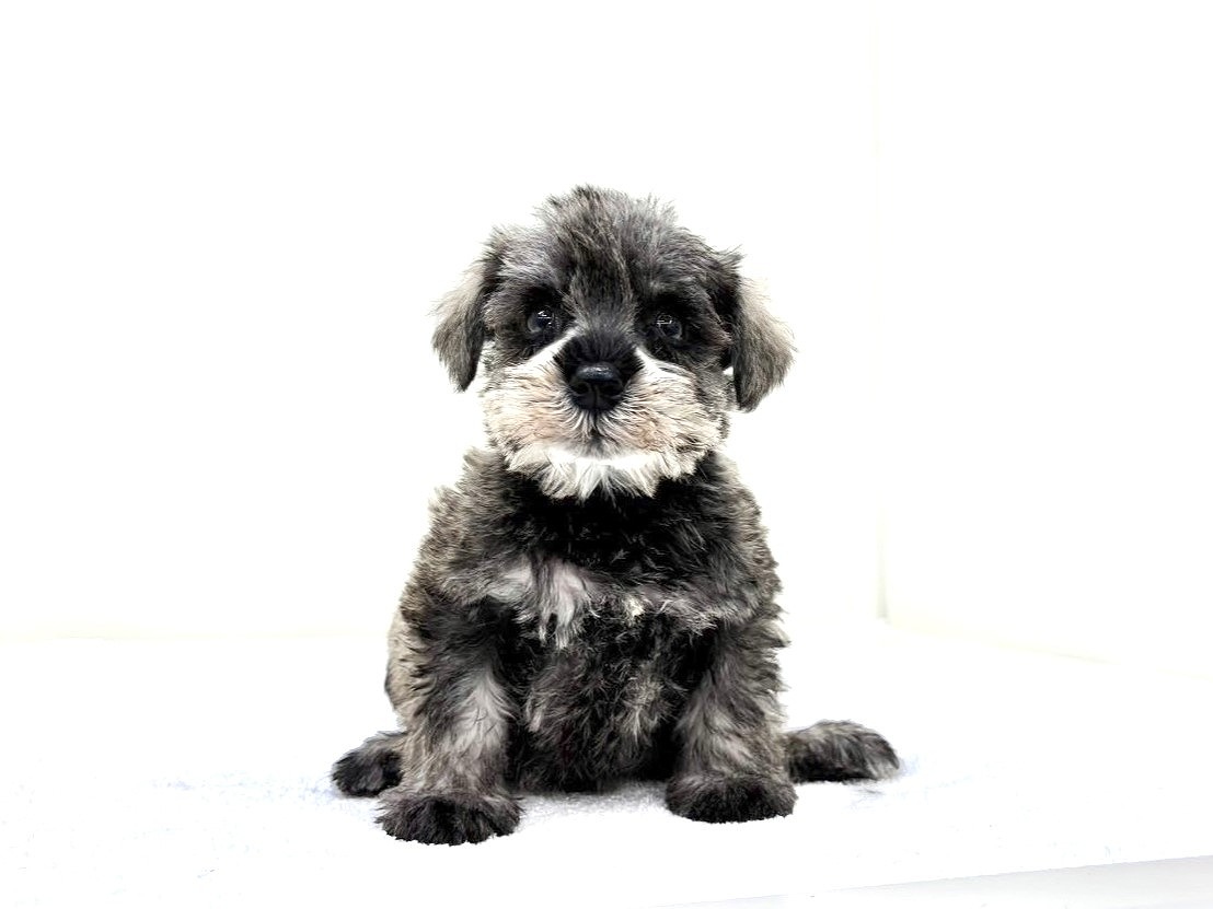 東京都のミニチュアシュナウザー (かねだい本町田店/2025年9月19日生まれ/女の子/ソルトペッパー)の子犬の2枚目の画像