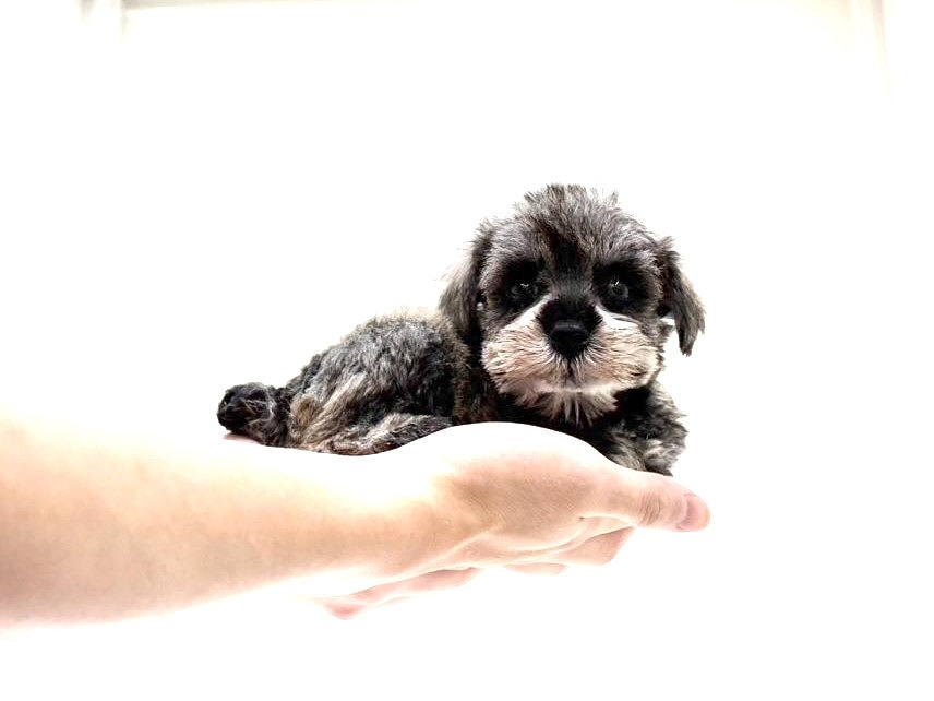 東京都のミニチュアシュナウザー (かねだい本町田店/2025年9月19日生まれ/女の子/ソルトペッパー)の子犬の3枚目の画像