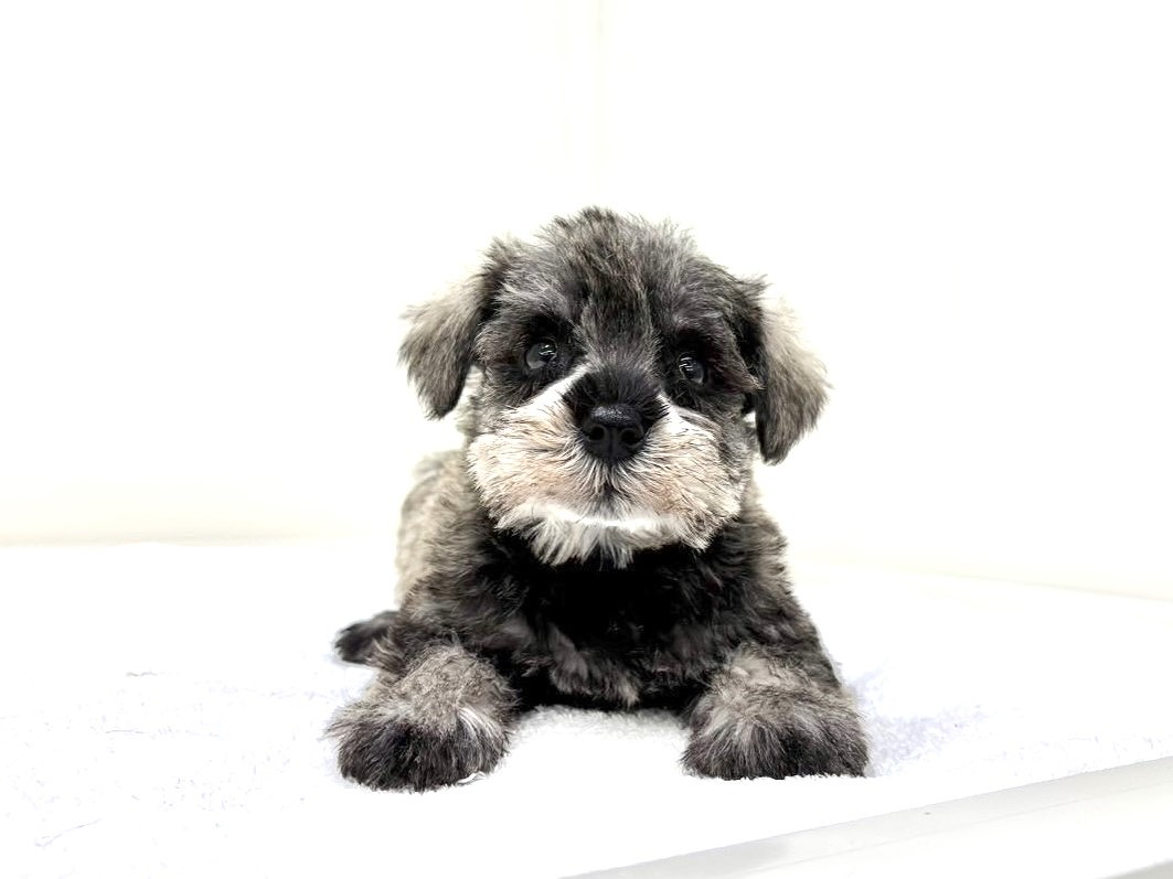 東京都のミニチュアシュナウザー (かねだい本町田店/2025年9月19日生まれ/女の子/ソルトペッパー)の子犬の4枚目の画像