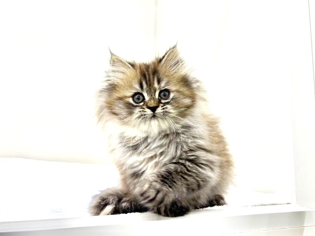 東京都のサイベリアン (かねだい本町田店/2025年9月19日生まれ/女の子/ブラウンタビー)の子猫の2枚目の画像