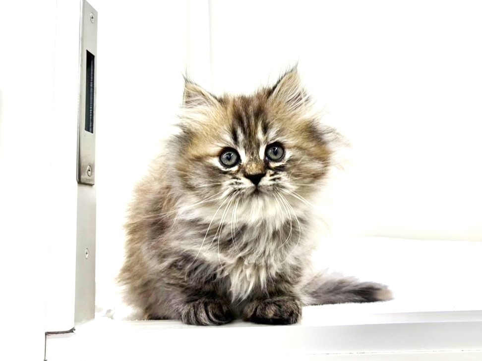 東京都のサイベリアン (かねだい本町田店/2025年9月19日生まれ/女の子/ブラウンタビー)の子猫の3枚目の画像