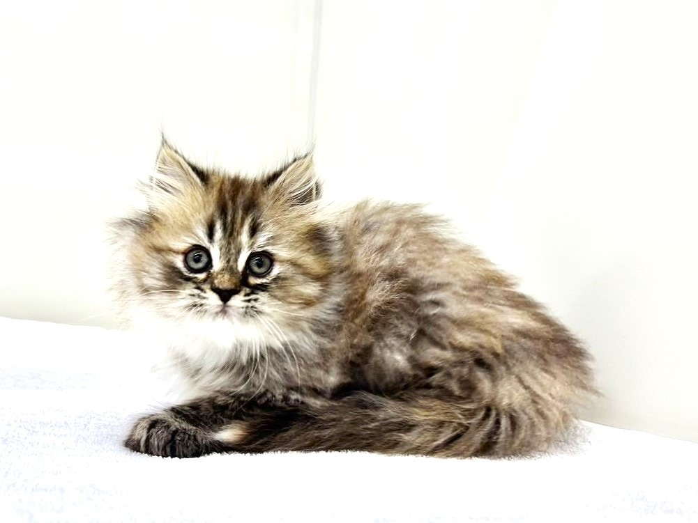 東京都のサイベリアン (かねだい本町田店/2025年9月19日生まれ/女の子/ブラウンタビー)の子猫の4枚目の画像