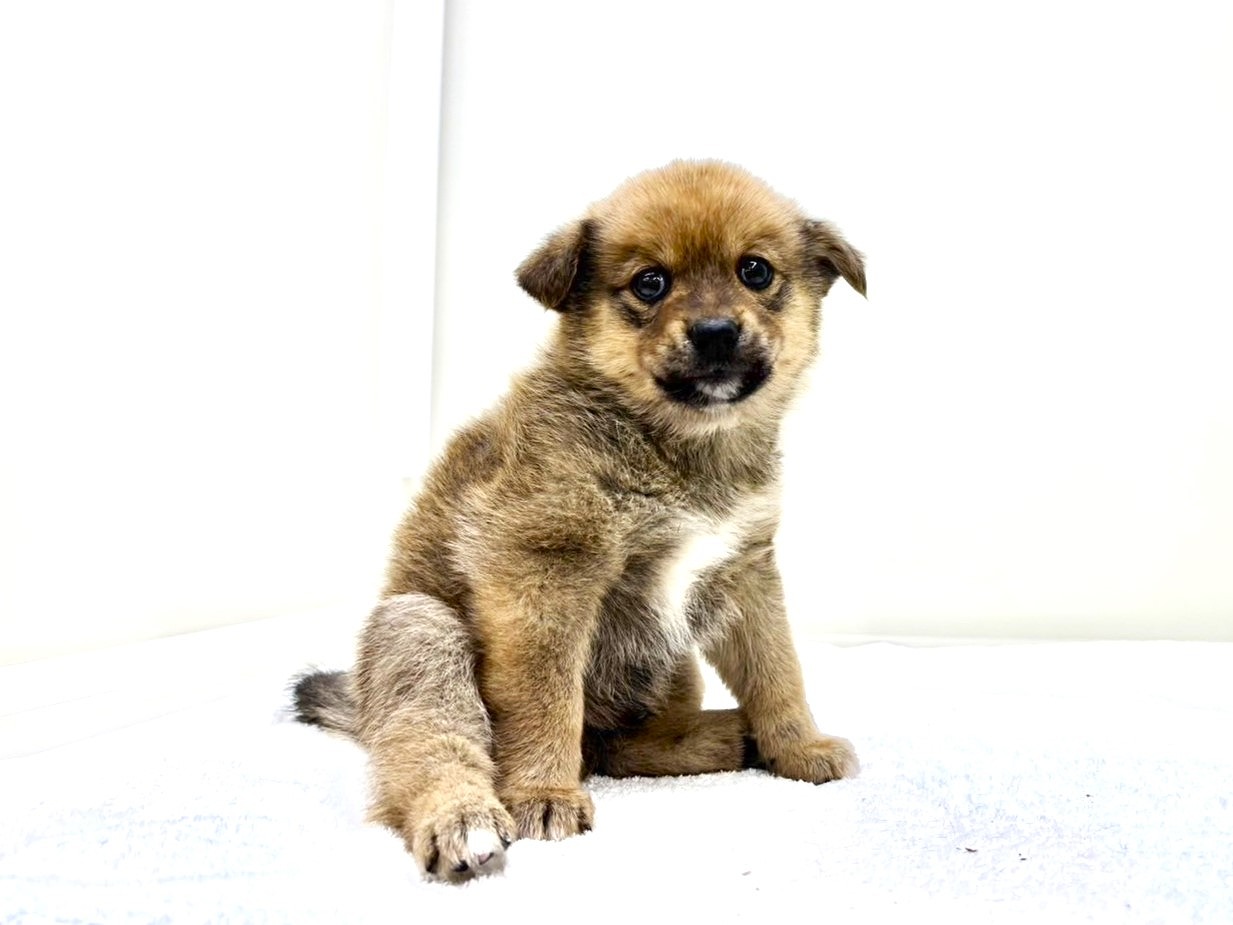 東京都のポメ柴/豆ポメ/ポメ豆柴(ポメラニアン×柴犬) (かねだい本町田店/2025年9月21日生まれ/男の子/赤)の子犬の2枚目の画像