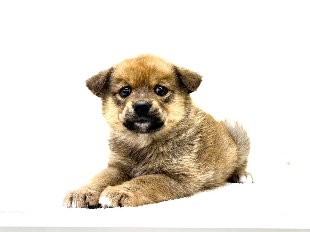 東京都のポメ柴/豆ポメ/ポメ豆柴(ポメラニアン×柴犬) (かねだい本町田店/2025年9月21日生まれ/男の子/赤)の子犬の3枚目の画像