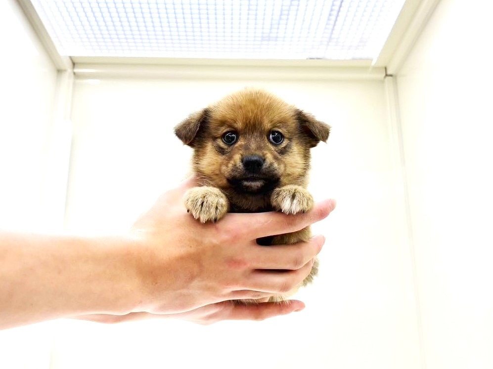 東京都のポメ柴/豆ポメ/ポメ豆柴(ポメラニアン×柴犬) (かねだい本町田店/2025年9月21日生まれ/男の子/赤)の子犬の4枚目の画像