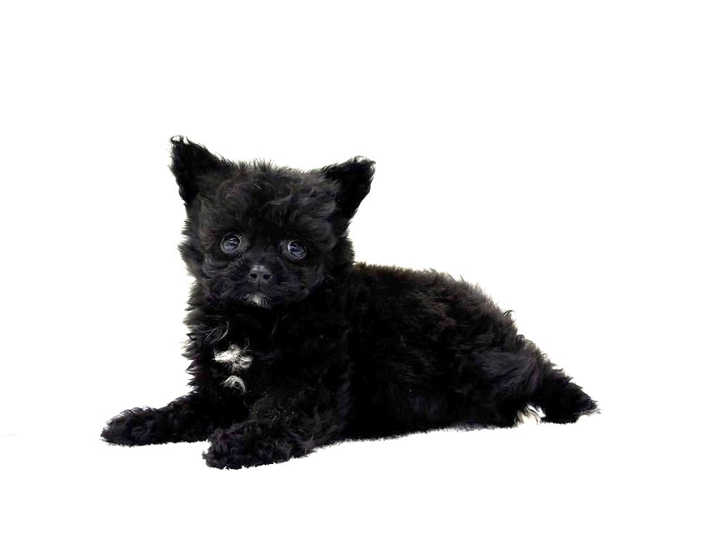 東京都のポメプー(ポメラニアン×プードル) (かねだい本町田店/2025年9月21日生まれ/男の子/ブラック)の子犬の2枚目の画像