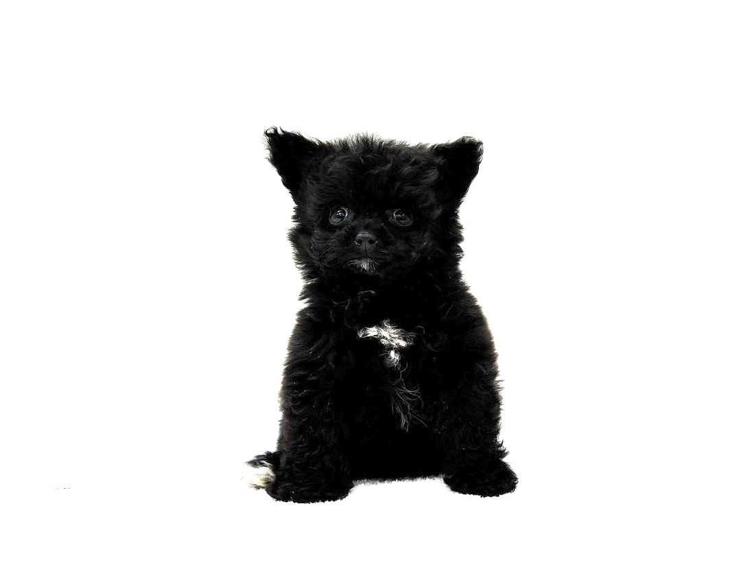 東京都のポメプー(ポメラニアン×プードル) (かねだい本町田店/2025年9月21日生まれ/男の子/ブラック)の子犬の3枚目の画像