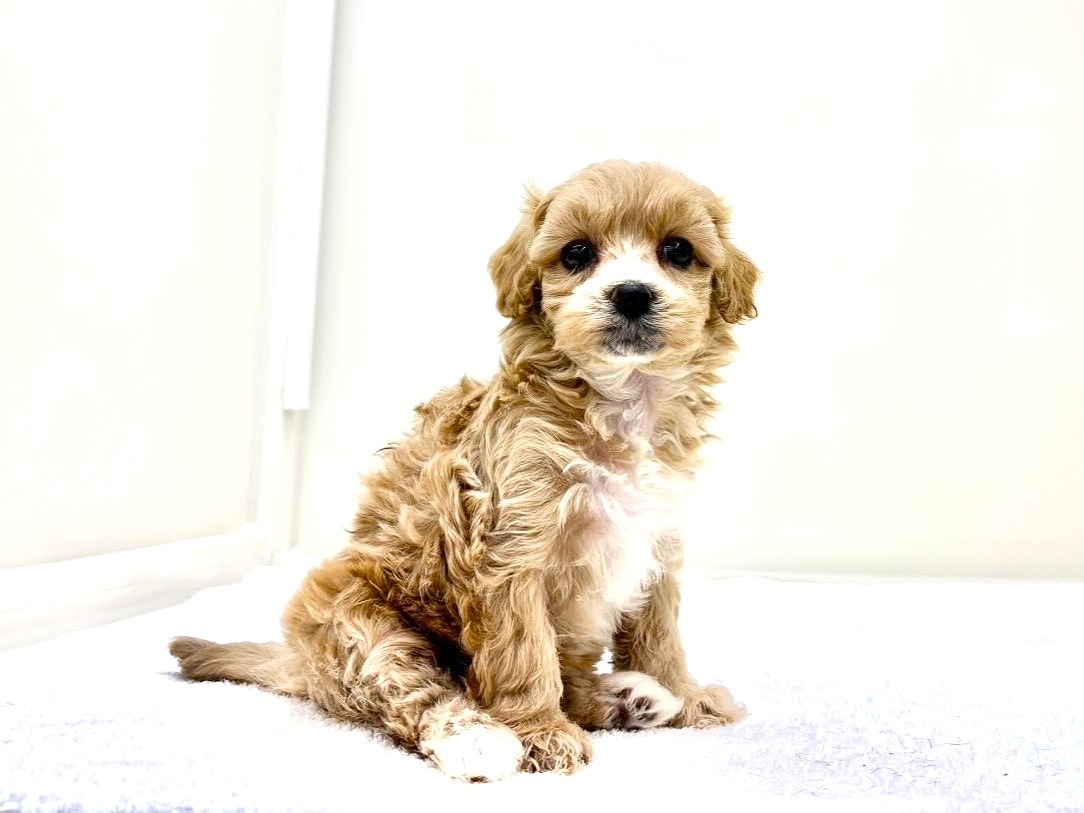 東京都のマルプー(マルチーズ×プードル) (かねだい本町田店/2025年9月17日生まれ/女の子/アプリコットホワイト)の子犬の2枚目の画像