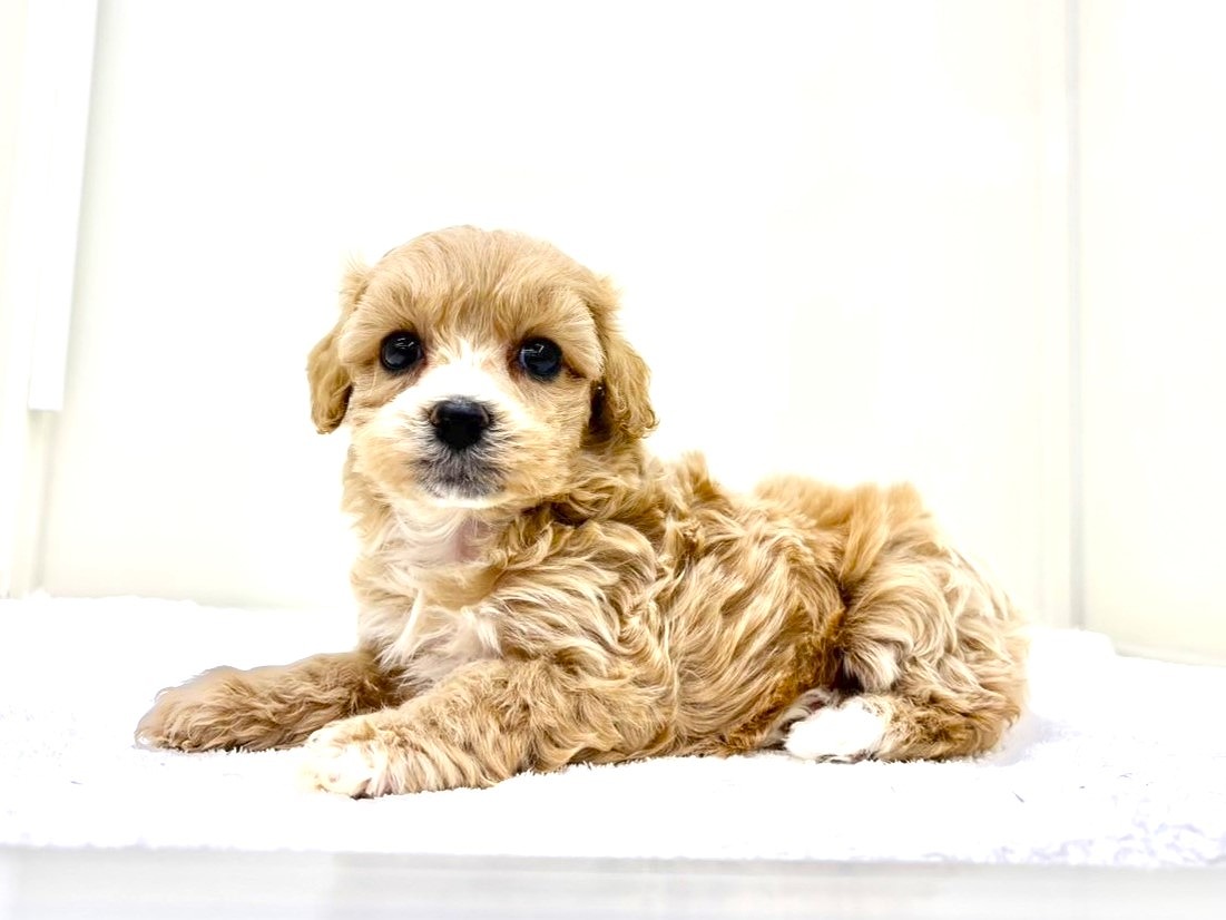 東京都のマルプー(マルチーズ×プードル) (かねだい本町田店/2025年9月17日生まれ/女の子/アプリコットホワイト)の子犬の3枚目の画像