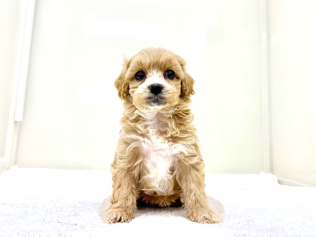 東京都のマルプー(マルチーズ×プードル) (かねだい本町田店/2025年9月17日生まれ/女の子/アプリコットホワイト)の子犬の4枚目の画像