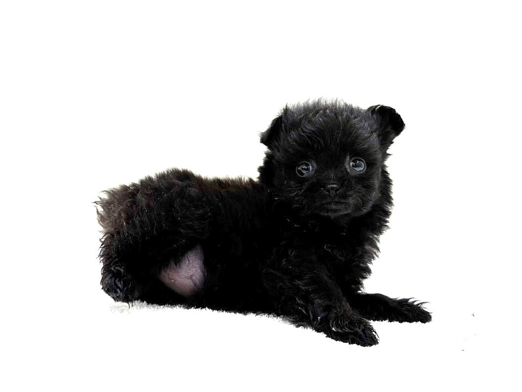 東京都のポメプー(ポメラニアン×プードル) (かねだい本町田店/2025年9月21日生まれ/女の子/ブラック)の子犬の2枚目の画像